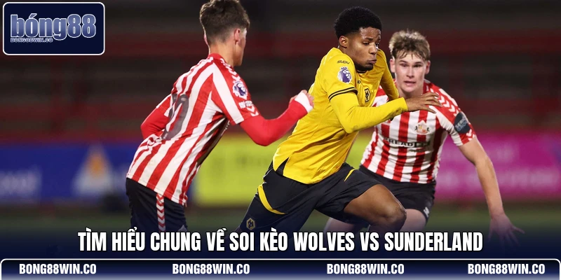 Tìm hiểu chung về soi kèo Wolves vs Sunderland